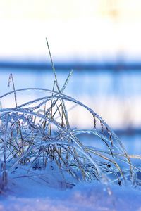 Preview wallpaper grass, frost, cold, snow, winter