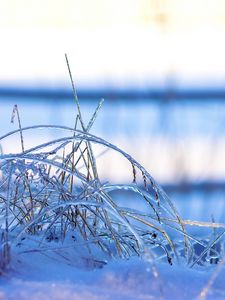 Preview wallpaper grass, frost, cold, snow, winter