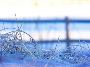 Preview wallpaper grass, frost, cold, snow, winter