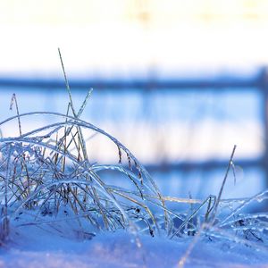 Preview wallpaper grass, frost, cold, snow, winter