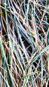 Preview wallpaper grass, frost, dry, macro