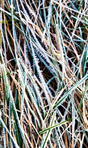 Preview wallpaper grass, frost, dry, macro