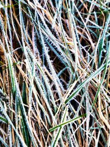 Preview wallpaper grass, frost, dry, macro