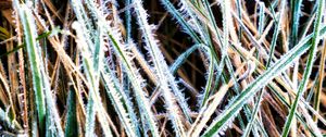 Preview wallpaper grass, frost, dry, macro