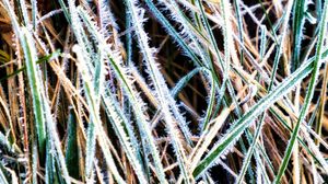 Preview wallpaper grass, frost, dry, macro