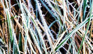 Preview wallpaper grass, frost, dry, macro