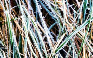 Preview wallpaper grass, frost, dry, macro