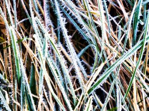 Preview wallpaper grass, frost, dry, macro