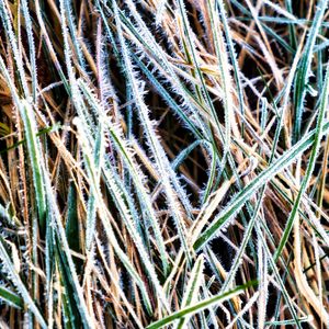 Preview wallpaper grass, frost, dry, macro