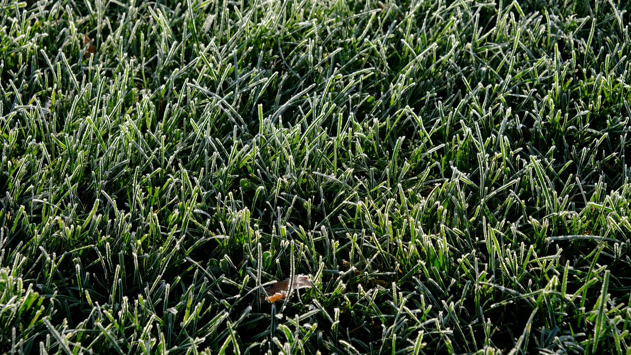 Wallpaper grass, frost, leaf