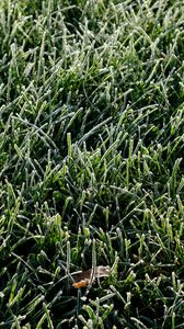 Preview wallpaper grass, frost, leaf