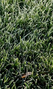 Preview wallpaper grass, frost, leaf