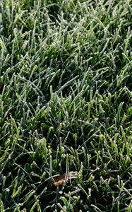 Preview wallpaper grass, frost, leaf