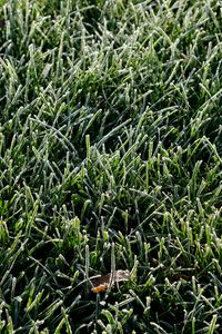 Preview wallpaper grass, frost, leaf