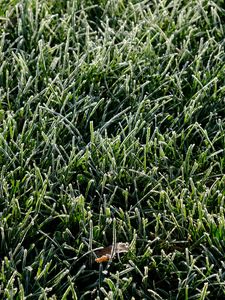 Preview wallpaper grass, frost, leaf