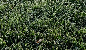 Preview wallpaper grass, frost, leaf