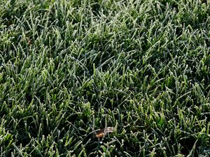 Preview wallpaper grass, frost, leaf