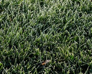 Preview wallpaper grass, frost, leaf