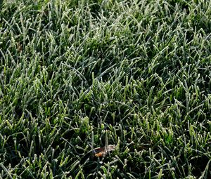 Preview wallpaper grass, frost, leaf