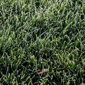 Preview wallpaper grass, frost, leaf