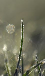 Preview wallpaper grass, frost, light, macro