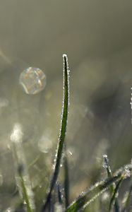 Preview wallpaper grass, frost, light, macro