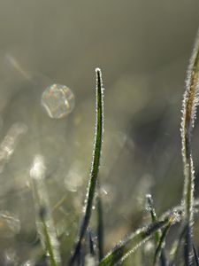 Preview wallpaper grass, frost, light, macro