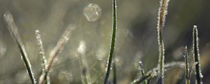 Preview wallpaper grass, frost, light, macro