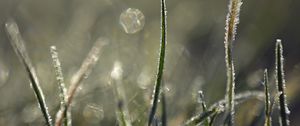 Preview wallpaper grass, frost, light, macro