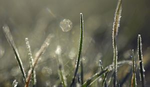 Preview wallpaper grass, frost, light, macro