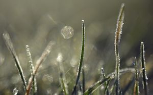 Preview wallpaper grass, frost, light, macro