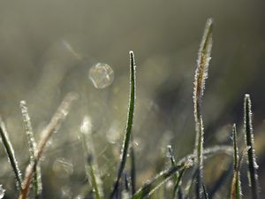 Preview wallpaper grass, frost, light, macro