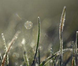 Preview wallpaper grass, frost, light, macro