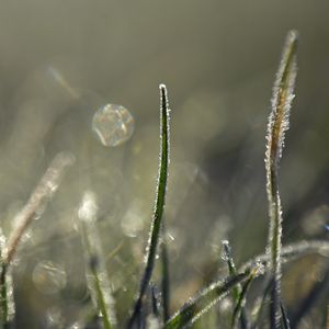 Preview wallpaper grass, frost, light, macro