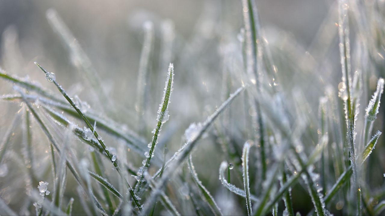 Wallpaper grass, frost, macro, blur, winter