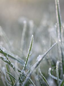 Preview wallpaper grass, frost, macro, blur, winter