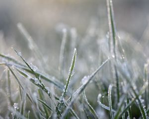 Preview wallpaper grass, frost, macro, blur, winter