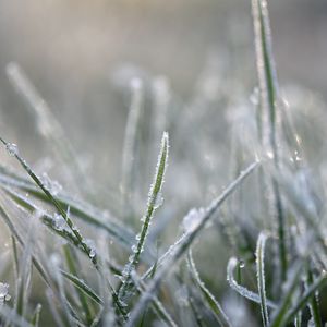 Preview wallpaper grass, frost, macro, blur, winter