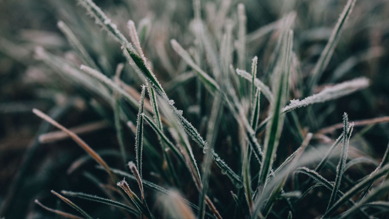 Wallpaper grass, frost, macro, blur, nature