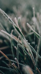 Preview wallpaper grass, frost, macro, blur, nature