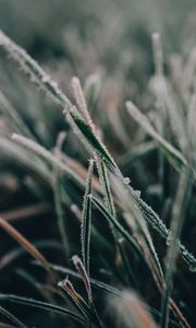 Preview wallpaper grass, frost, macro, blur, nature