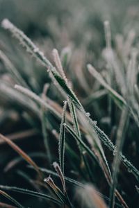 Preview wallpaper grass, frost, macro, blur, nature