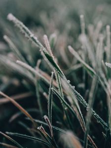 Preview wallpaper grass, frost, macro, blur, nature