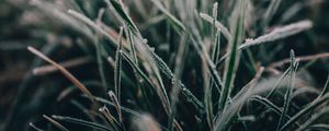 Preview wallpaper grass, frost, macro, blur, nature