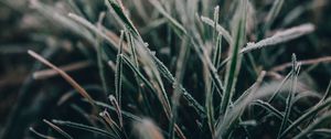 Preview wallpaper grass, frost, macro, blur, nature