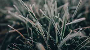 Preview wallpaper grass, frost, macro, blur, nature