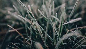 Preview wallpaper grass, frost, macro, blur, nature