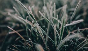 Preview wallpaper grass, frost, macro, blur, nature