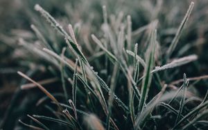 Preview wallpaper grass, frost, macro, blur, nature