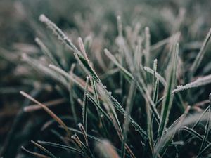 Preview wallpaper grass, frost, macro, blur, nature